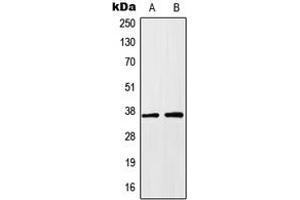 Image no. 3 for anti-Homeobox A1 (HOXA1) (Center) antibody (ABIN2706325)
