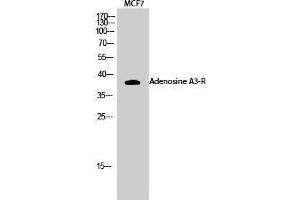 Image no. 1 for anti-Adenosine A3 Receptor (ADORA3) (C-Term) antibody (ABIN3183191)