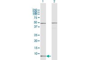 Western Blot analysis of CCL15 expression in transfected 293T cell line by CCL15 MaxPab polyclonal antibody.