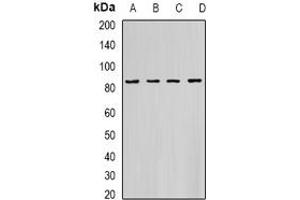 Image no. 1 for anti-Hydroxyacyl-Coenzyme A Dehydrogenase/3-Ketoacyl-Coenzyme A Thiolase/enoyl-Coenzyme A Hydratase (Trifunctional Protein), alpha Subunit (HADHA) (full length) antibody (ABIN6005112)
