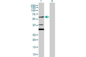 Image no. 1 for anti-CUGBP, Elav-Like Family Member 2 (CELF2) (AA 1-521) antibody (ABIN524103)