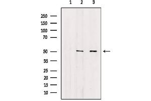 Image no. 1 for anti-Annexin A7 (ANXA7) (N-Term) antibody (ABIN6259941)