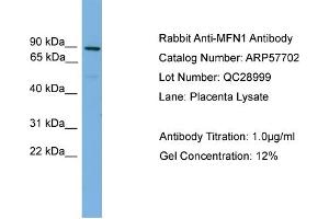 Image no. 2 for anti-Mitofusin 1 (MFN1) (Middle Region) antibody (ABIN2787347)