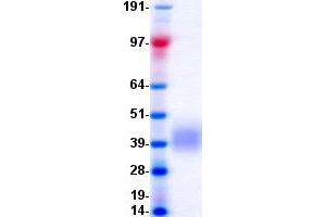 Image no. 1 for V-type immunoglobulin domain-containing suppressor of T-cell activation (VISTA) protein (DYKDDDDK-His Tag) (ABIN2729127)