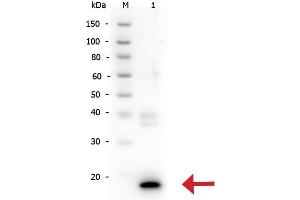 Image no. 2 for anti-Interleukin 10 (IL10) antibody (ABIN5706825)