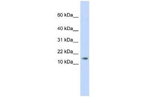 Image no. 1 for anti-Adipogenesis Associated Mth938 Domain Containing (AAMDC) (Middle Region) antibody (ABIN632818)