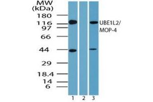 Image no. 1 for anti-Ubiquitin-Like Modifier Activating Enzyme 6 (UBA6) (AA 775-825) antibody (ABIN960395)