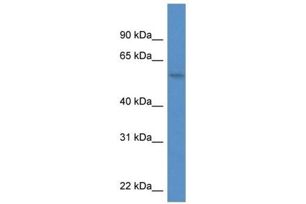 anti-MON1 Homolog A (MON1A) (C-Term) antibody