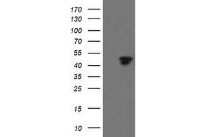 Image no. 13 for anti-Transcription Factor MafB (MAFB) (AA 32-320) antibody (ABIN1491411)