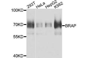 Image no. 1 for anti-BRCA1 Associated Protein (BRAP) antibody (ABIN4903067)