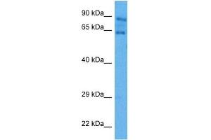 Image no. 5 for anti-Autoimmune Regulator (AIRE) (N-Term) antibody (ABIN2779777)