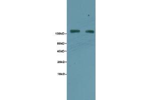 Image no. 1 for anti-Tripartite Motif Containing 28 (TRIM28) (pSer824) antibody (ABIN746108)