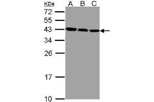 Image no. 3 for anti-ZW10 Interactor (ZWINT) (Center) antibody (ABIN2856493)