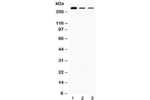 Image no. 2 for anti-Tectorin alpha (TECTA) (AA 93-134) antibody (ABIN5647724)
