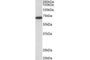 Image no. 4 for anti-Histone Deacetylase 1 (HDAC1) (C-Term) antibody (ABIN5539534)