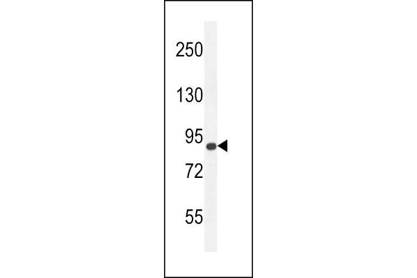AGAP9 抗体  (N-Term)