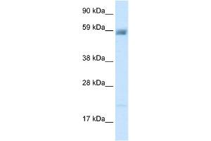 Image no. 2 for anti-Amiloride-Sensitive Cation Channel 3 (ACCN3) (N-Term) antibody (ABIN2776167)