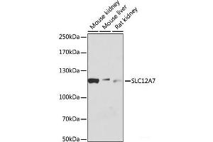 Western blot analysis of extracts of various cell lines using SLC12A7 Polyclonal Antibody at dilution of 1:1000.