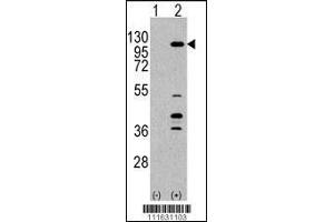 Image no. 2 for anti-Phosphoinositide-3-Kinase, Catalytic, gamma Polypeptide (PIK3CG) (AA 1041-1070), (C-Term) antibody (ABIN392816)