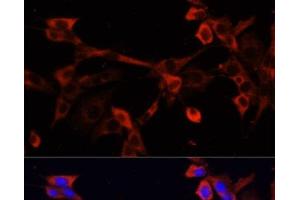 Immunofluorescence analysis of NIH/3T3 cells using DNASE1L1 Polyclonal Antibody at dilution of 1:100.