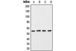 Image no. 1 for anti-Casein Kinase 1, gamma 3 (CSNK1G3) (C-Term) antibody (ABIN2704646)