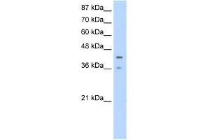 WB Suggested Anti-PCBP4 Antibody Titration:  1.