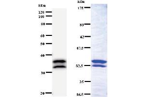 Image no. 2 for anti-Tripartite Motif Containing 28 (TRIM28) antibody (ABIN932994)