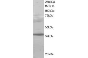 Image no. 2 for anti-Polycomb Group Ring Finger 2 (PCGF2) (C-Term) antibody (ABIN184999)