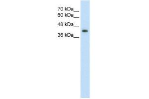 Image no. 1 for anti-GNAS Complex Locus (GNAS) (N-Term) antibody (ABIN2775543)
