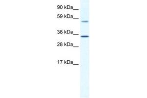 Image no. 1 for anti-Mesoderm Posterior 2 Homolog (Mesp2) antibody (ABIN2461445)