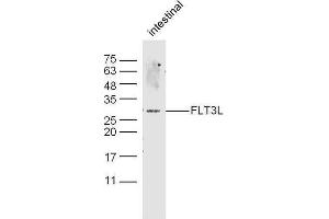 anti-Fms-Related tyrosine Kinase 3 Ligand (FLT3LG) (AA 61-160) antibody