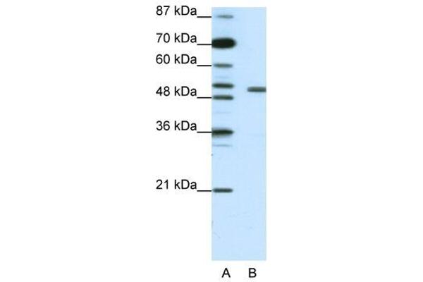 anti-Potassium Voltage-Gated Channel, Shaker-Related Subfamily, beta Member 2 (KCNAB2) (Middle Region) antibody