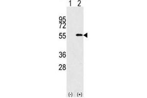 Image no. 2 for anti-Nucleoporin 50kDa (NUP50) (AA 432-461) antibody (ABIN3032078)