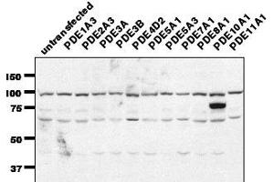 Image no. 1 for anti-phosphodiesterase 7A (PDE7A) (C-Term) antibody (ABIN1042652)