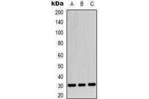 Image no. 1 for anti-Apolipoprotein O-Like (APOOL) (C-Term) antibody (ABIN3071029)