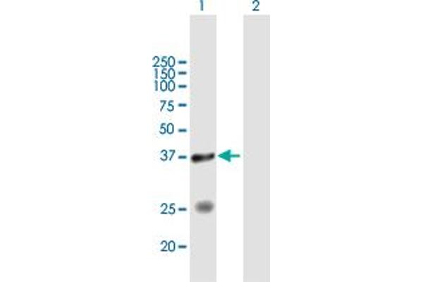 STYXL1 抗体  (AA 1-313)