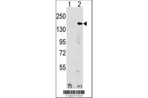 Image no. 1 for anti-Euchromatic Histone-Lysine N-Methyltransferase 1 (EHMT1) (AA 203-233), (N-Term) antibody (ABIN387854)