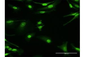 Immunofluorescence of purified MaxPab antibody to PRKAG1 on HeLa cell.