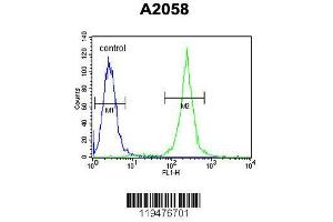 Image no. 3 for anti-Calponin 3, Acidic (CNN3) (AA 7-34), (N-Term) antibody (ABIN390503)