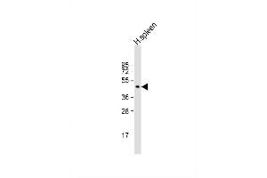 Image no. 1 for anti-Ring Finger Protein 135 (RNF135) (AA 375-401), (C-Term) antibody (ABIN1881754)