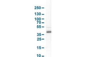 Image no. 4 for anti-Protein Quaking (QKI) (AA 163-311) antibody (ABIN5774339)