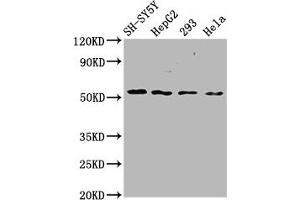 SLC19A3 antibody  (AA 191-282)
