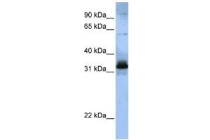 Image no. 2 for anti-serine/arginine-Rich Splicing Factor 8 (SRSF8) (Middle Region) antibody (ABIN2776589)