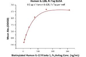 Interleukin 12 beta (IL12B) (AA 23-328) protein (Fc Tag)