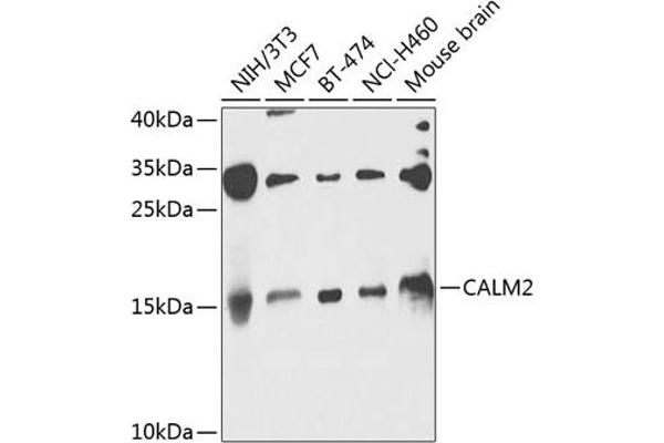 Calmodulin 2 antibody  (AA 1-149)