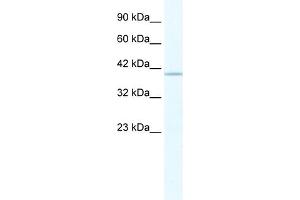 Image no. 2 for anti-Tripartite Motif Containing 68 (TRIM68) (C-Term) antibody (ABIN2775805)