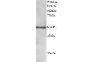 Image no. 4 for anti-Forkhead Box L2 (FOXL2) (C-Term) antibody (ABIN185040)