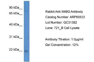 Image no. 2 for anti-Partner of Y14 and mago (WIBG) (C-Term) antibody (ABIN2788485)