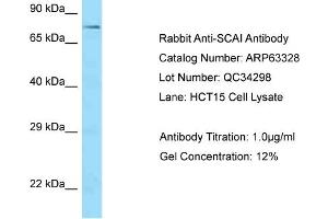 Image no. 1 for anti-Suppressor of Cancer Cell Invasion (SCAI) (C-Term) antibody (ABIN2789449)