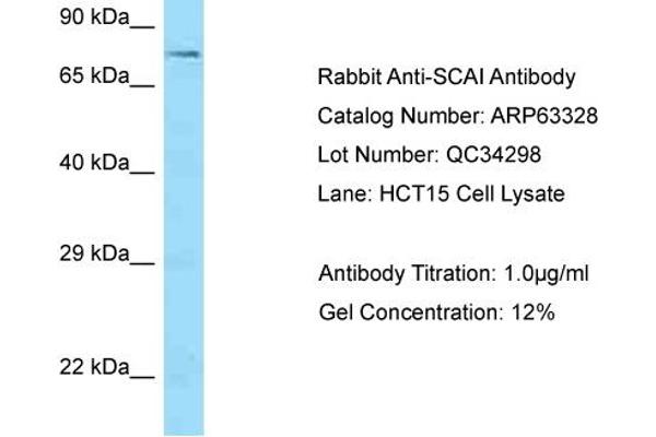 SCAI anticorps  (C-Term)